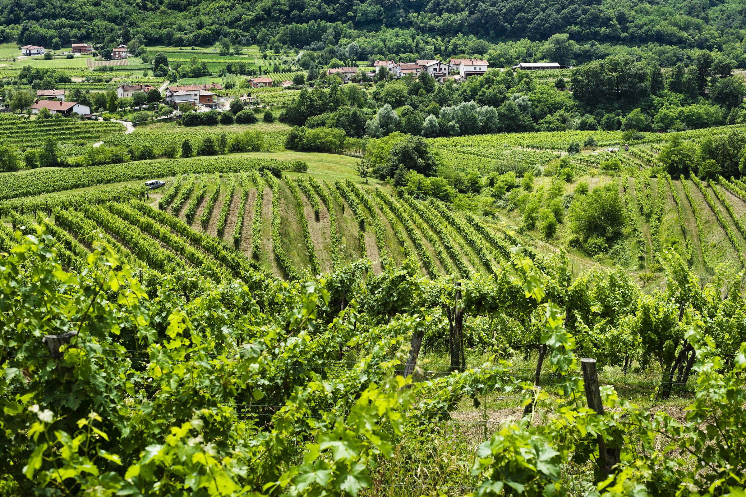 Vinogradi kmetije lisjak